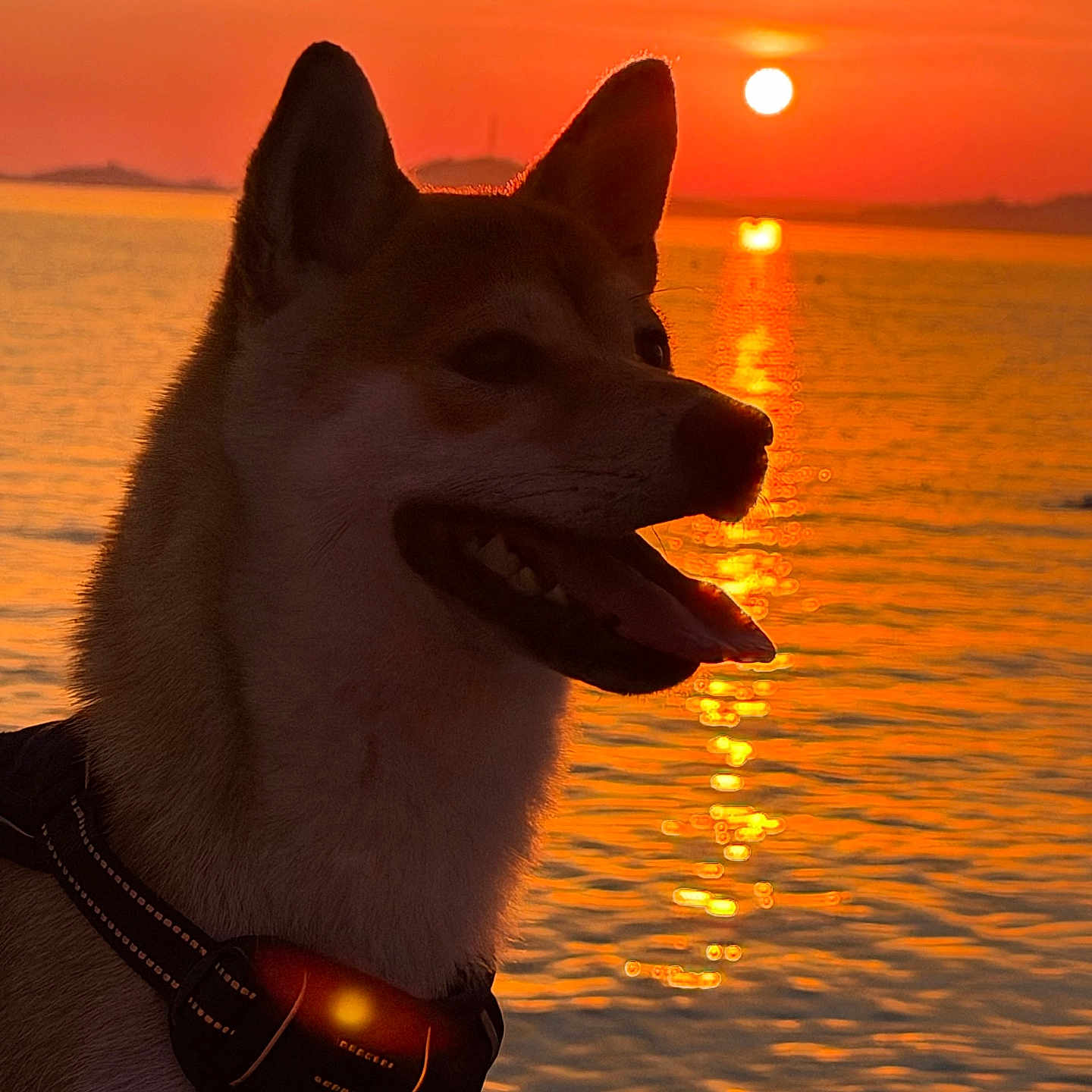 Akira participe au concours pour gagner de l'argent avec cette photo : dog, sunset, water, silhouette, orange_sky, reflection, outdoor, animal, nature, sun, calm, scenic, pet, evening, shimmering_water, profile, peaceful, sky, canine, harness