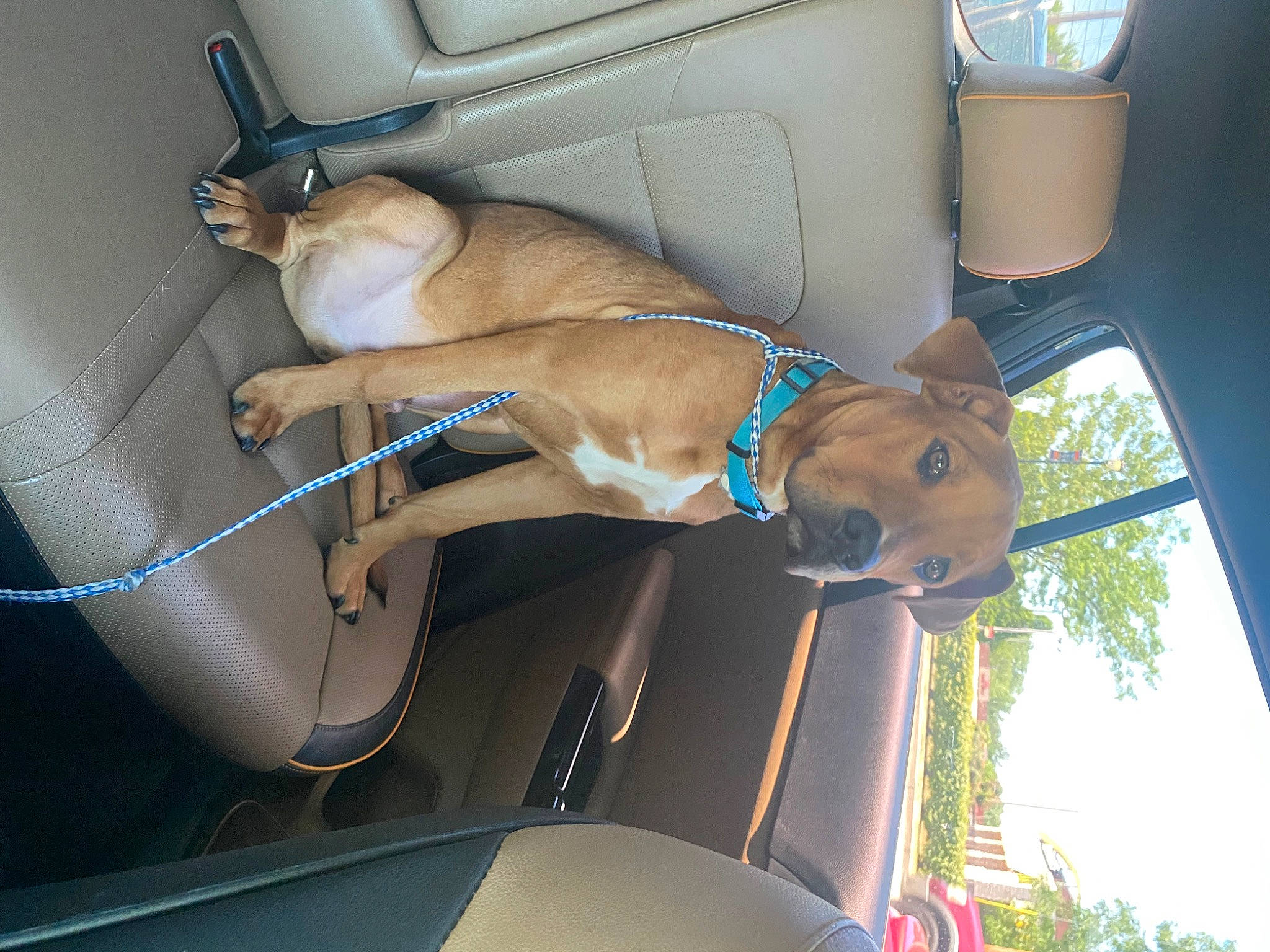 Polo is registered to the contest to win money with this photo: auto_part, automotive_exterior, canidae, car, car_seat, car_seat_cover, carnivore, collar, companion_dog, dog, dog_breed, dog_collar, fawn, mammal, motor_vehicle, snout, sporting_group, vehicle, vehicle_door, windshield