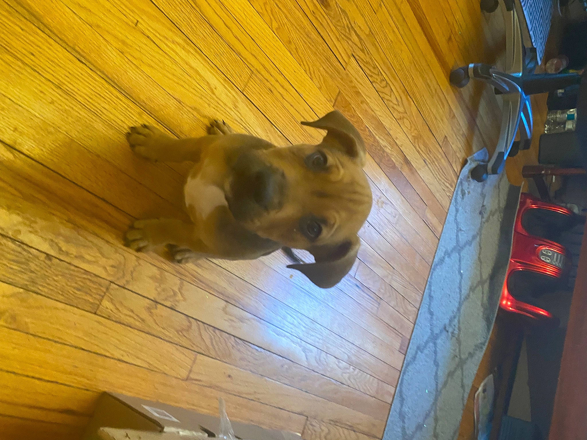 Polo is registered to the contest to win money with this photo: canidae, carnivore, ceiling, companion_dog, dog, dog_breed, fawn, flooring, hardwood, laminate_flooring, plank, plywood, snout, sporting_group, tail, toy_dog, varnish, wood, wood_flooring, wood_stain