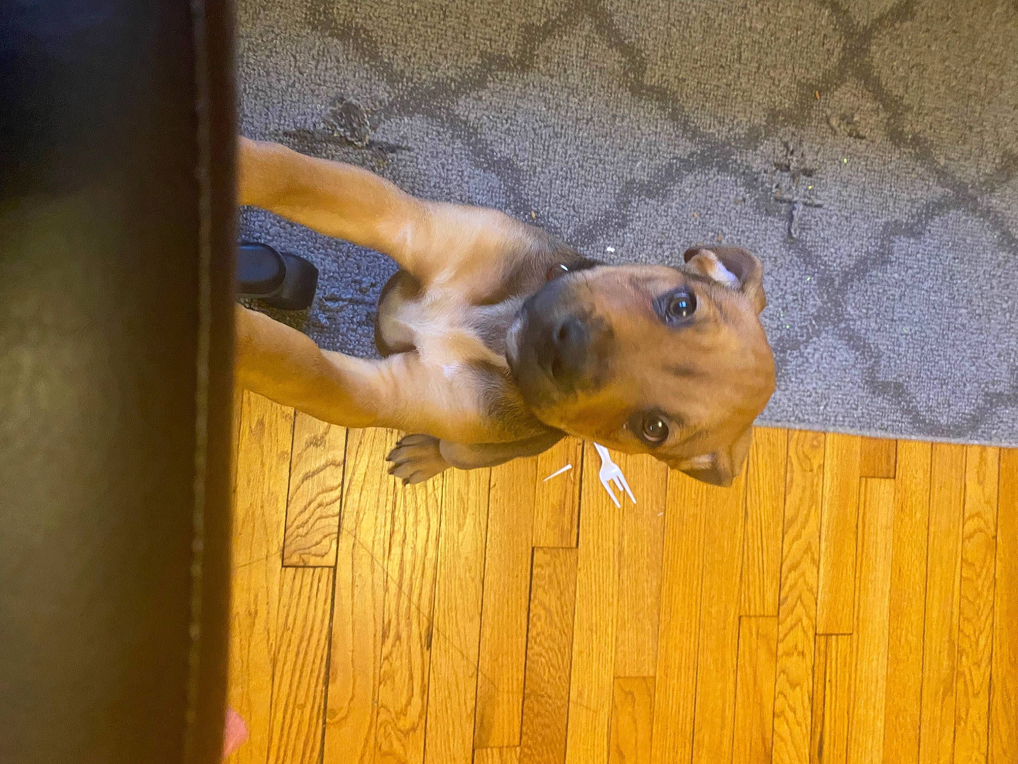 Polo joined the competition — help win amazing prizes! adventure, canidae, carnivore, companion_dog, dog, dog_breed, door, fawn, flooring, hardwood, human_leg, non_sporting_group, snout, sporting_group, terrestrial_animal, varnish, wood, wood_stain, working_animal