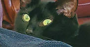 Midnight is registered to the contest to win money with this photo: animal, black_cat, blanket, cat, close_up, cozy, curious, domestic_animal, ears, feline, green_eyes, indoor, leather, peeking, pet, portrait, resting, soft, texture, whiskers