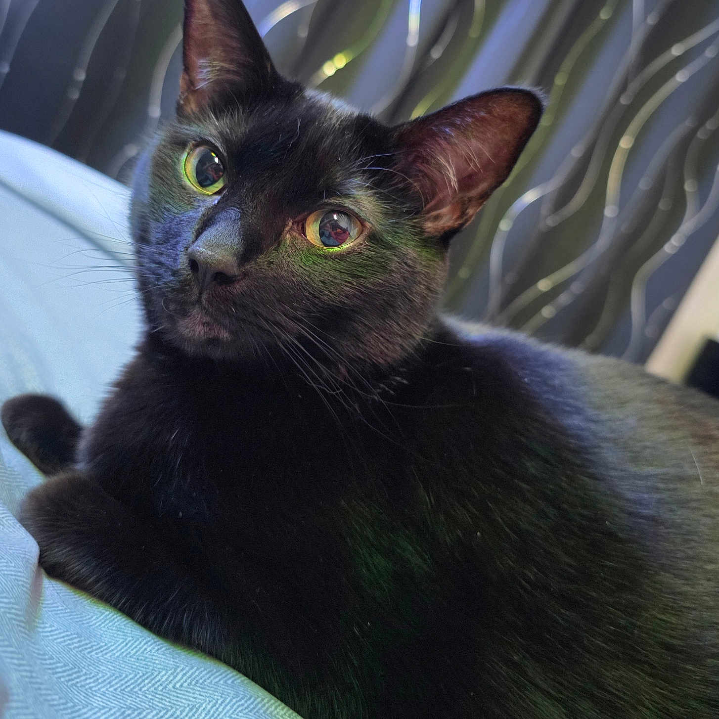 Midnight joined the competition — help win amazing prizes! animal, background, bed, black_cat, cat, closeup, comfort, curtain, domestic_animal, ears, eyes, feline, fur, indoor, pet, portrait, relaxed, resting, textile, whiskers