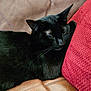 black_cat, cat, pet, animal, feline, indoor, couch, leather, red_cushion, relaxed, sleepy, fur, whiskers, ears, closeup, domestic_cat, resting, cozy, home, comfort