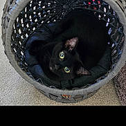 Midnight is registered to the contest to win money with this photo: animal, basket, black_cat, carpet, cat, cozy, curious, cushion, cute, domestic_cat, feline, fur, green_eyes, home, indoor, looking_up, pet, resting, soft_lighting, woven_basket