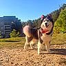 dog, husky, alaskan_malamute, pet, canine, fluffy, bandana, red_accessory, smiling, standing, outdoor, sunlight, grass, dirt, park, pine_trees, trees, apartment_building, pet_waste_station, blue_sky