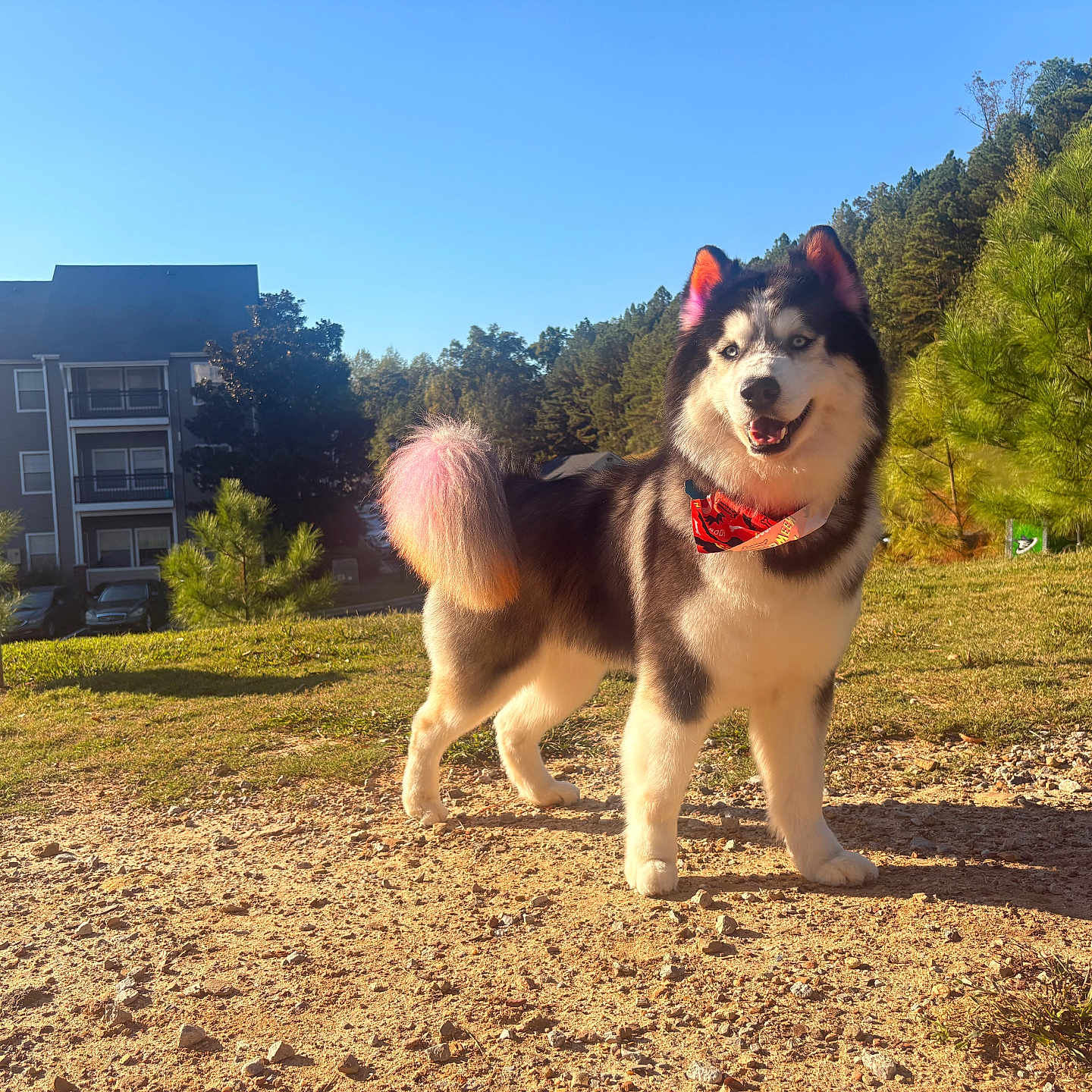 Olaf joined the competition — help win amazing prizes! dog, husky, alaskan_malamute, pet, canine, fluffy, bandana, red_accessory, smiling, standing, outdoor, sunlight, grass, dirt, park, pine_trees, trees, apartment_building, pet_waste_station, blue_sky