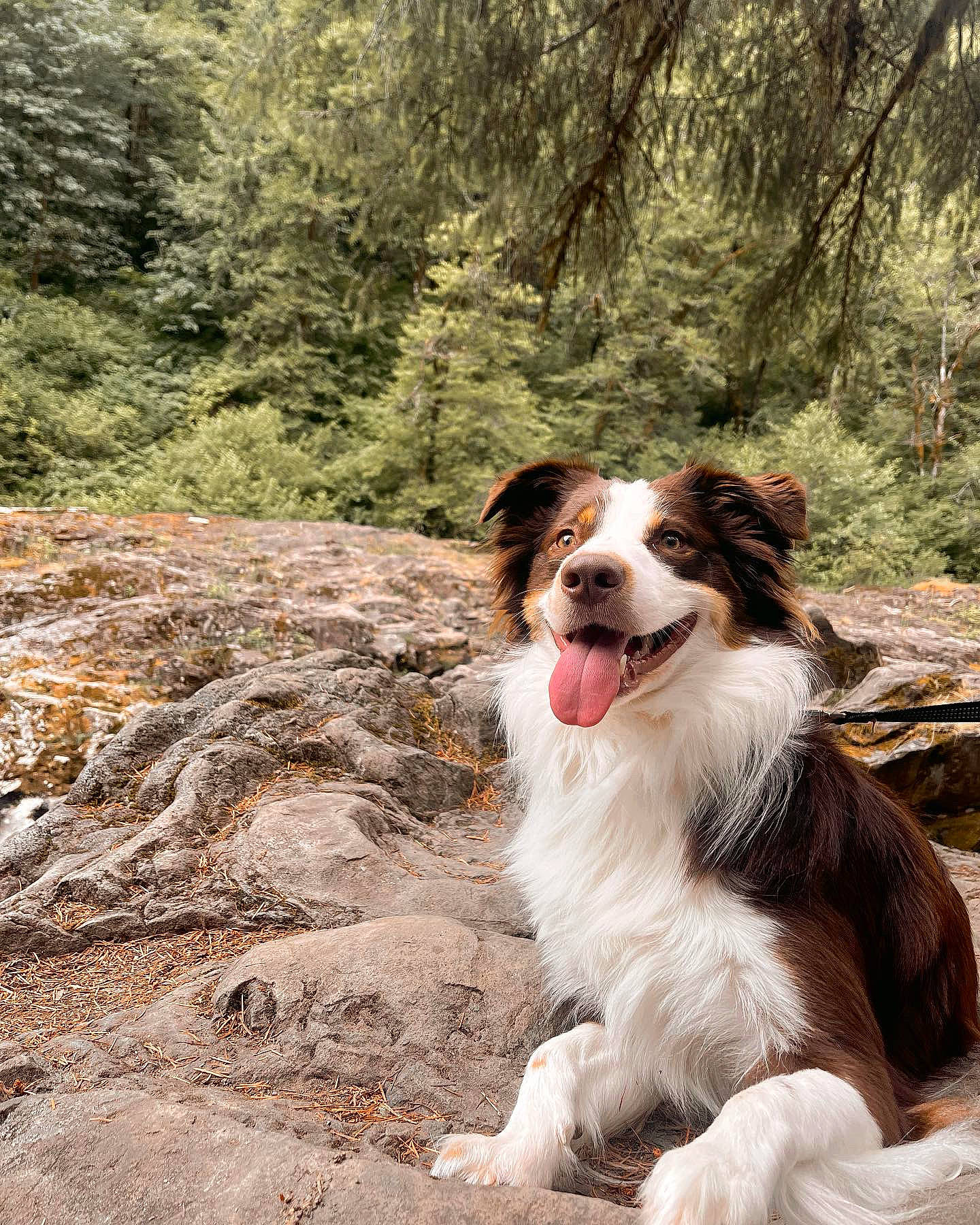 Ruger Bean joined the competition — help win amazing prizes! australian_collie, border_collie, canidae, carnivore, companion_dog, dog, dog_breed, fur, gun_dog, herding_dog, plant, snout, sporting_group, tree, wood, working_dog
