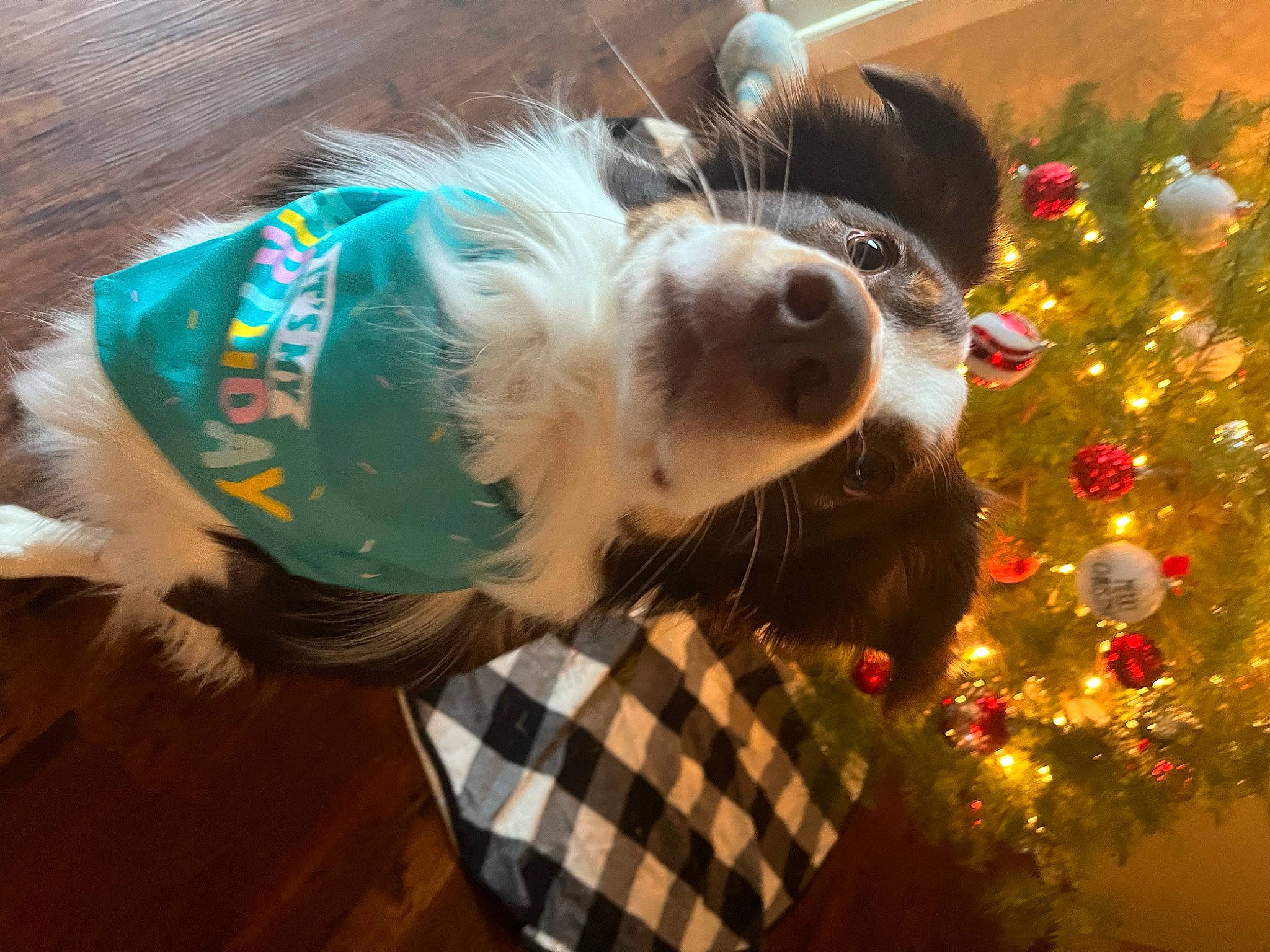 Ruger Bean is registered to the contest to win money with this photo: carnivore, christmas_decoration, christmas_tree, collar, companion_dog, dog, dog_breed, dog_clothes, dog_collar, dog_supply, event, fawn, holiday, leash, plaid, snout, sporting_group, tail, tartan, toy_dog