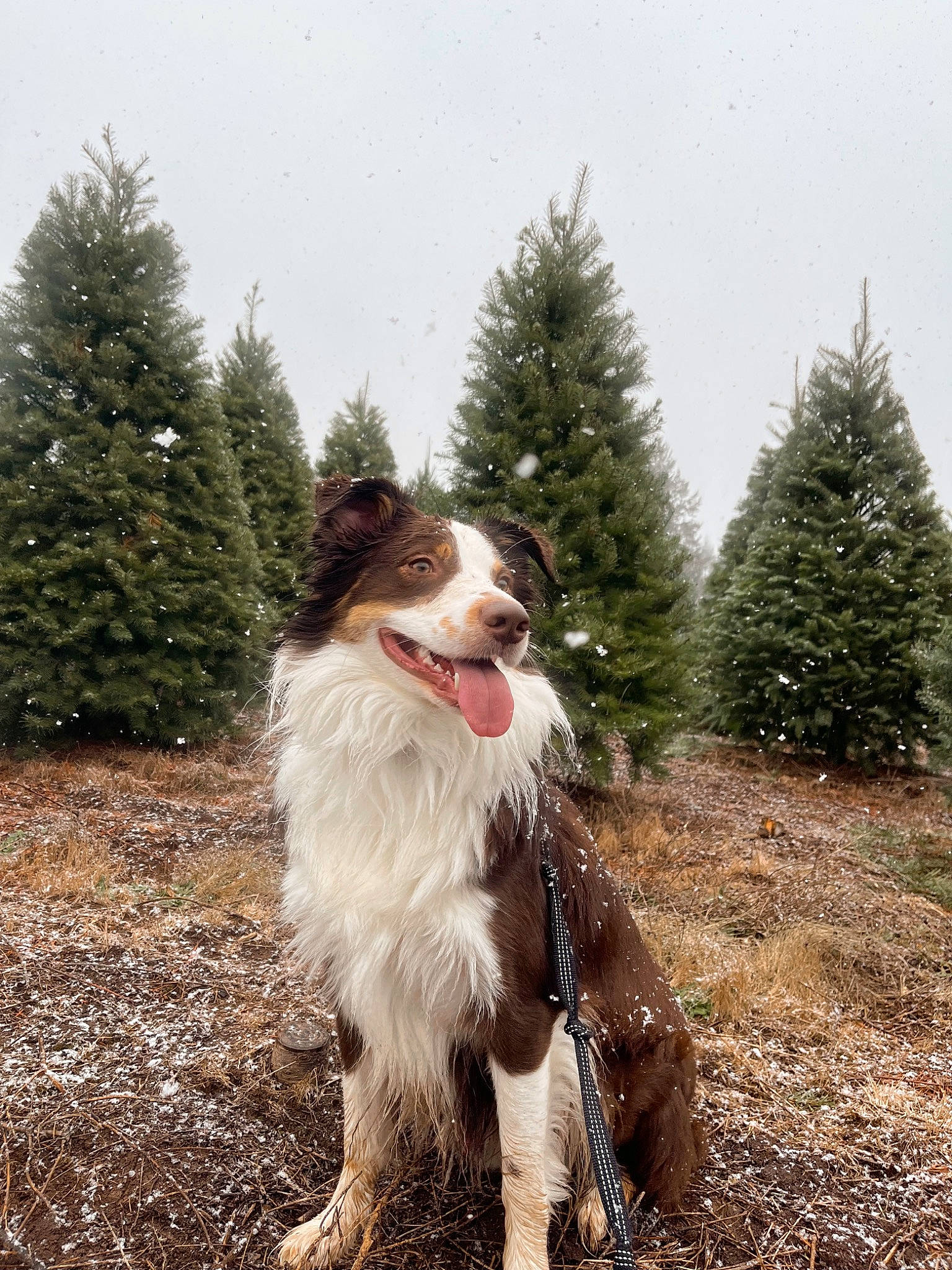 Ruger Bean joined the competition — help win amazing prizes! carnivore, companion_dog, conifer, dog, dog_breed, evergreen, eyewear, fawn, fur, grass, herding_dog, liver, plant, sky, sporting_group, tail, terrier, toy_dog, tree, working_animal
