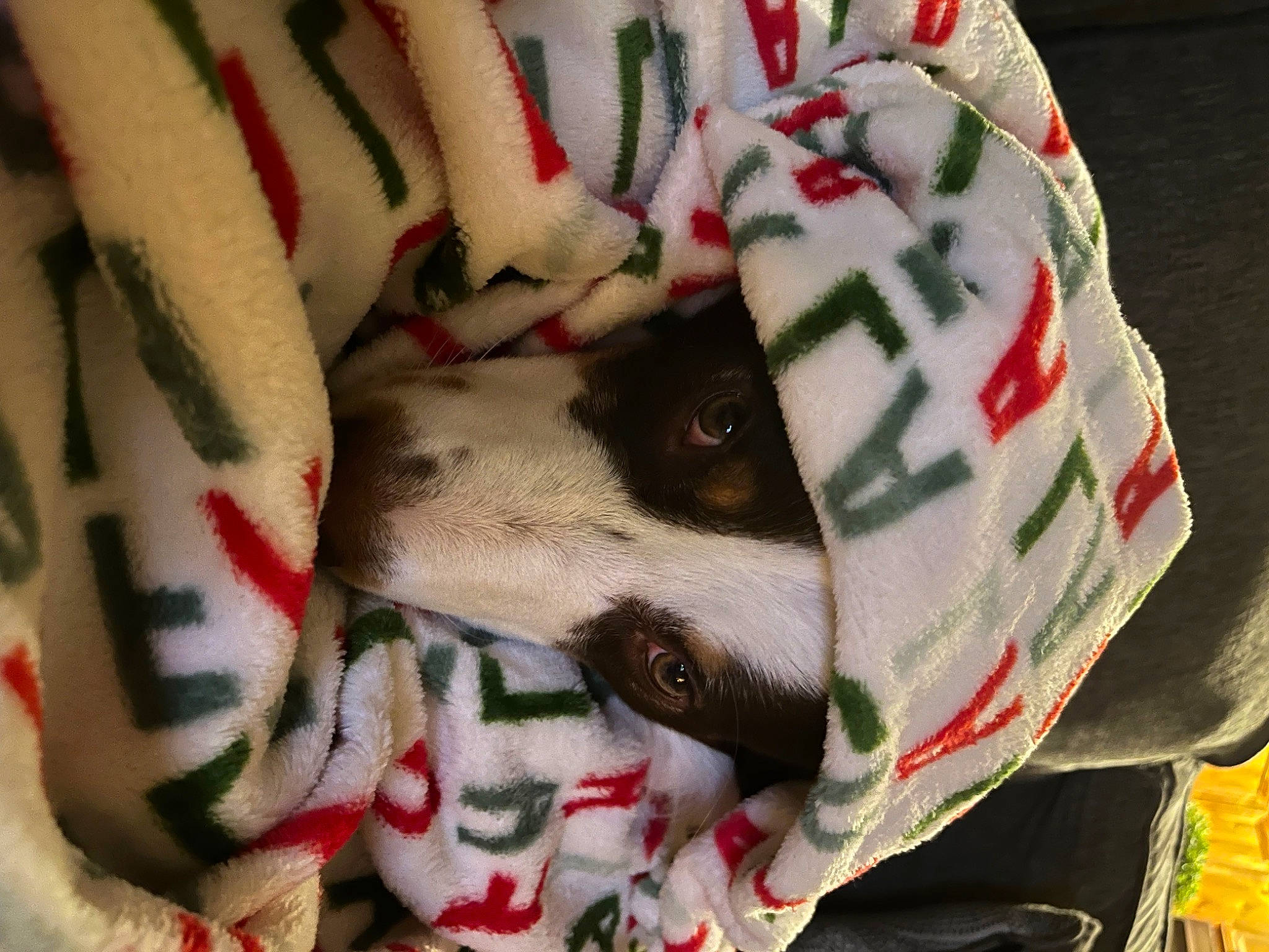 Ruger Bean is registered to the contest to win money with this photo: canidae, carmine, carnivore, close_up, companion_dog, dog, dog_breed, fawn, felidae, fur, linens, needlework, pattern, plaid, sleeve, small_to_medium_sized_cats, snout, sporting_group, textile, whiskers