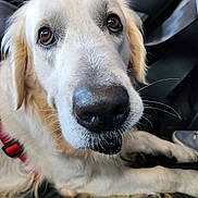 Plouf a rejoint le concours — aidez-le/la à gagner de superbes lots ! animal, brown_eyes, canine, close_up, companion, cute, dog, domestic, friendly, fur, furry, golden_retriever, harness, indoor, mammal, nose, pet, portrait, sitting, whiskers