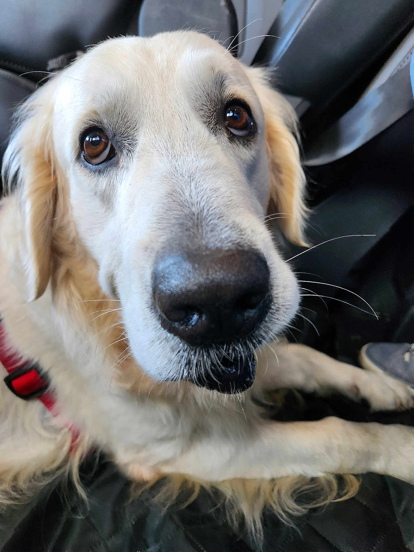 Plouf a rejoint le concours — aidez-le/la à gagner de superbes lots ! animal, brown_eyes, canine, close_up, companion, cute, dog, domestic, friendly, fur, furry, golden_retriever, harness, indoor, mammal, nose, pet, portrait, sitting, whiskers