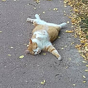 Tigrou participe au concours pour gagner de l'argent avec cette photo : dog_breed_group, fauna, squirrel, tail, wildlife