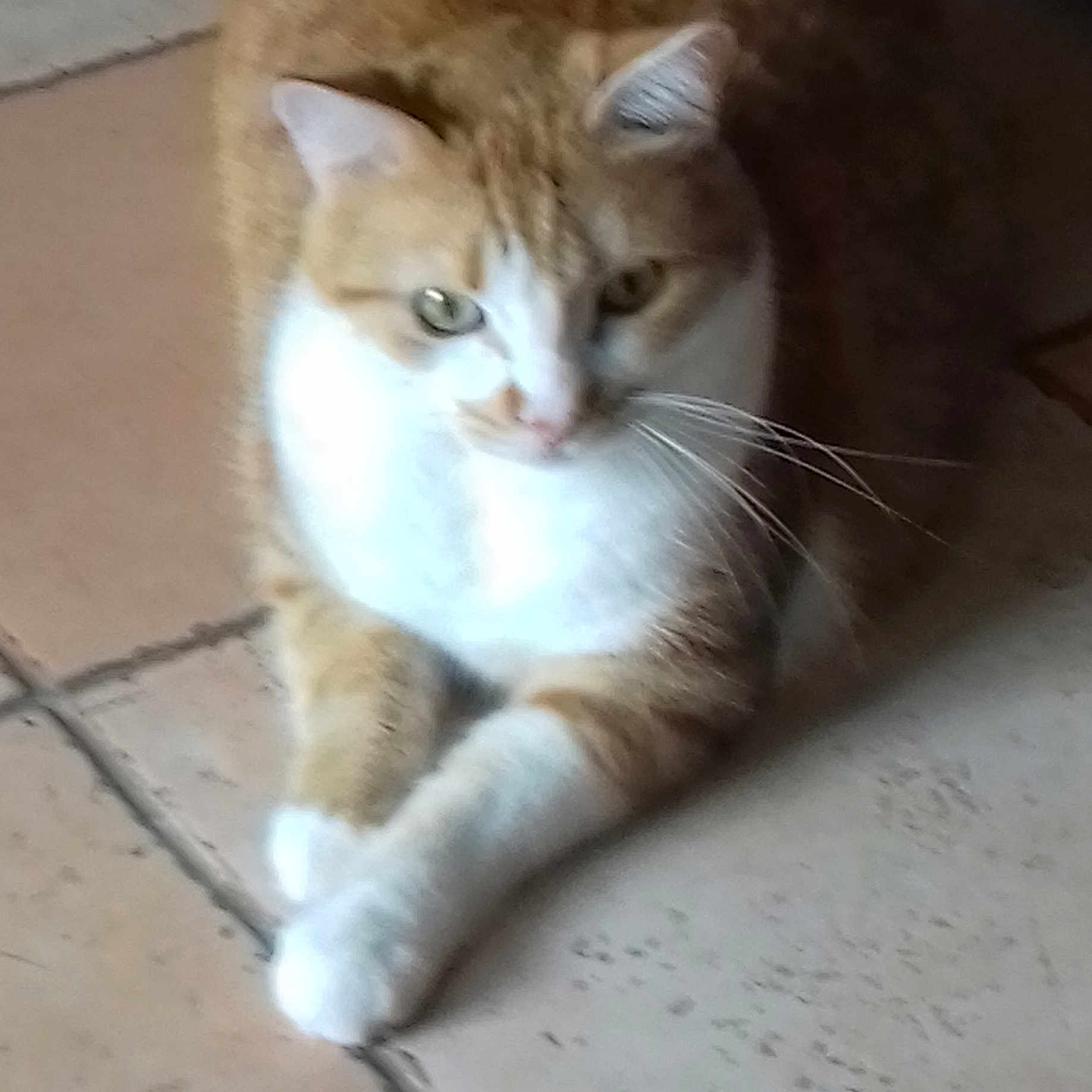 Tigrou