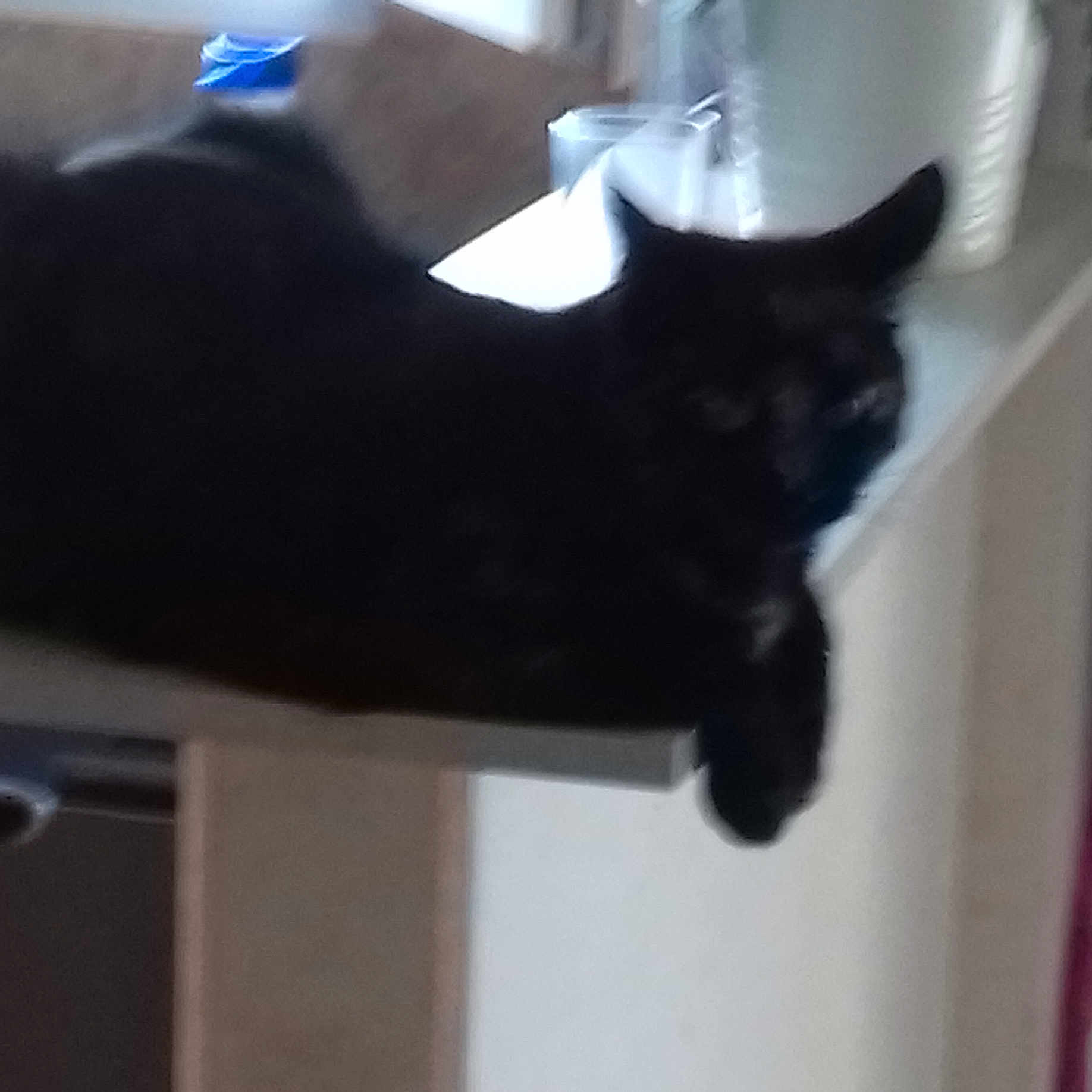 Maya
