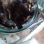 Maya a rejoint le concours — aidez-le/la à gagner de superbes lots ! black_cat, cat, cat_like_mammal, domestic_short_haired_cat, european_shorthair, kitten, small_to_medium_sized_cats, whiskers