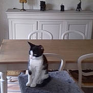 Romeo participe au concours pour gagner de l'argent avec cette photo : animal_shelter, carnivoran, cat, cat_like_mammal, dog_like_mammal, door, floor, house, small_to_medium_sized_cats, window