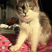 Cauli joined the competition — help win amazing prizes! cat, feline, domestic_cat, pet, whiskers, green_eyes, collar, bell, tongue_out, fluffy_fur, paw, pink_blanket, hello_kitty, pattern, sunlight, portrait, closeup, indoor, gaming_controllers, shadow