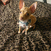 Winchester joined the competition — help win amazing prizes! adorable, animal, animal_portrait, blanket, bow, brown, chihuahua, collar, companion, cute, dog, ears, fur, indoor, leopard_print, looking_up, pet, sitting, small_dog, texture