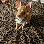 adorable, animal, animal_portrait, blanket, bow, brown, chihuahua, collar, companion, cute, dog, ears, fur, indoor, leopard_print, looking_up, pet, sitting, small_dog, texture