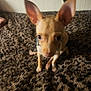 Winchester joined the competition — help win amazing prizes! animal, blur, brown, canine, carpet, companion, cute, dog, domestic_animal, ears, floor, fur, furry, home, indoor, mammal, pet, sitting, small_dog, young