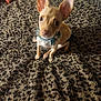 alert, animal, bow, brown_dog, chihuahua, collar, companion, cute, dog, domestic_animal, ears, fur, furry_blanket, indoor, leopard_print, looking_up, pet, sitting, small_dog, young_dog