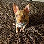Winchester is registered to the contest to win money with this photo: animal, blanket, brown, collar, companion, cozy, curious, cute, dog, domestic_animal, ears, furniture, furry, indoor, leopard_print, looking, pet, sitting, small_dog, tan