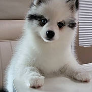 Aïko participe au concours pour gagner de l'argent avec cette photo : animal, black, closeup, curious, cute, dog, ears, face, fluffy, fur, furniture, indoor, nose, paw, pet, puppy, sitting, table, white, young