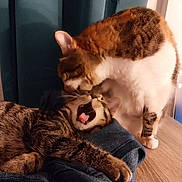 Titi a rejoint le concours — aidez-le/la à gagner de superbes lots ! abyssinian, animal, architecture, bodypart, canine, cat, chair, couch, dog, furniture, hardwood, homedecor, husky, kitten, manx, mouth, person, pet, tongue, wood