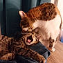 abyssinian, animal, architecture, bodypart, canine, cat, chair, couch, dog, furniture, hardwood, homedecor, husky, kitten, manx, mouth, person, pet, tongue, wood