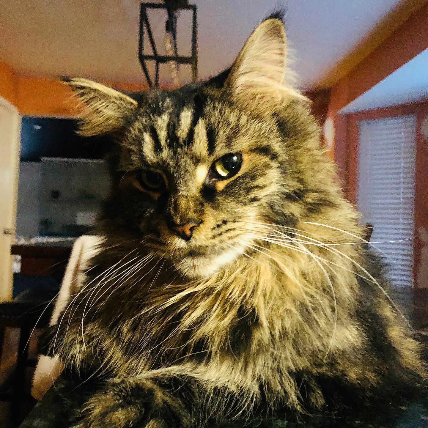 Charlie is registered to the contest to win money with this photo: animal, cat, closeup, cozy, domestic, eyes, feline, fluffy, fur, home, indoor, muzzle, paw, pet, portrait, resting, tabby, table, whiskers