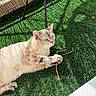 animal, artificial_grass, bamboo, blue_eyes, cat, cream_fur, feline, fence, grass, lying_down, outdoor, paws, pet, relaxed, shadow, striped_fur, sunlight, tabby, twig, whiskers