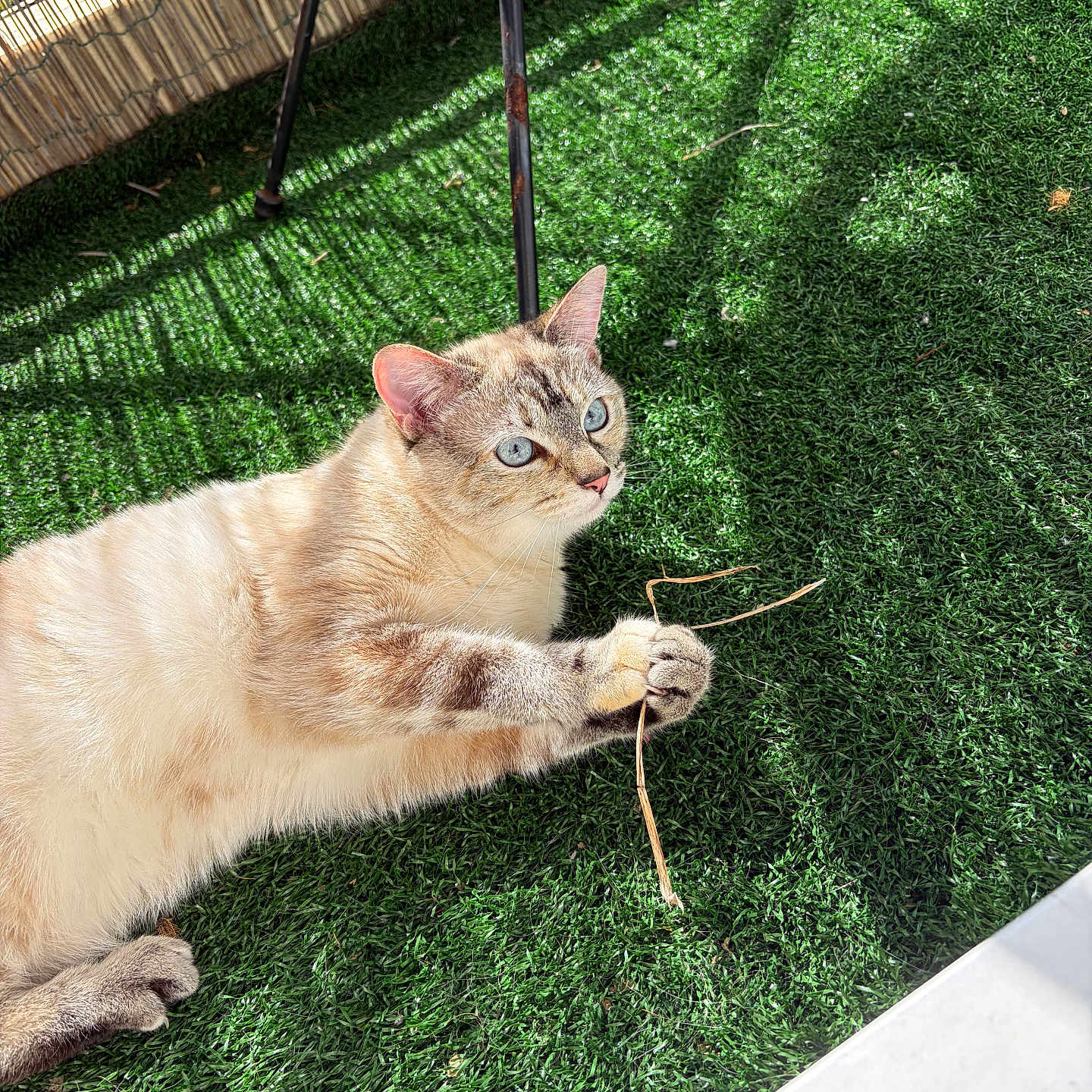 Blue participe au concours pour gagner de l'argent avec cette photo : animal, artificial_grass, bamboo, blue_eyes, cat, cream_fur, feline, fence, grass, lying_down, outdoor, paws, pet, relaxed, shadow, striped_fur, sunlight, tabby, twig, whiskers