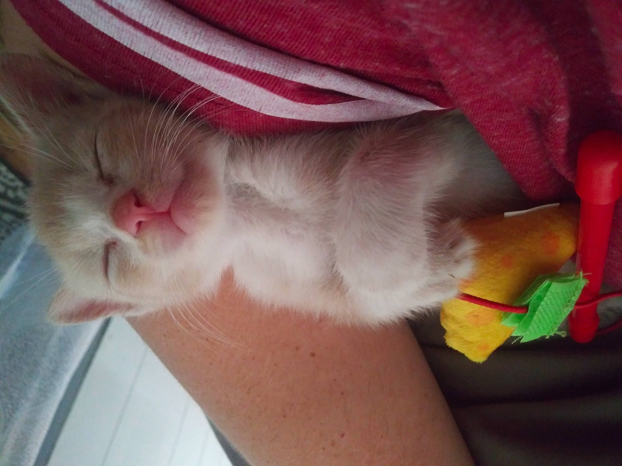 D. O. G. joined the competition — help win amazing prizes! carmine, carnivore, cat, claw, close_up, comfort, domestic_short_haired_cat, fawn, felidae, flesh, foot, fur, human_leg, nail, paw, petal, small_to_medium_sized_cats, snout, tail, whiskers