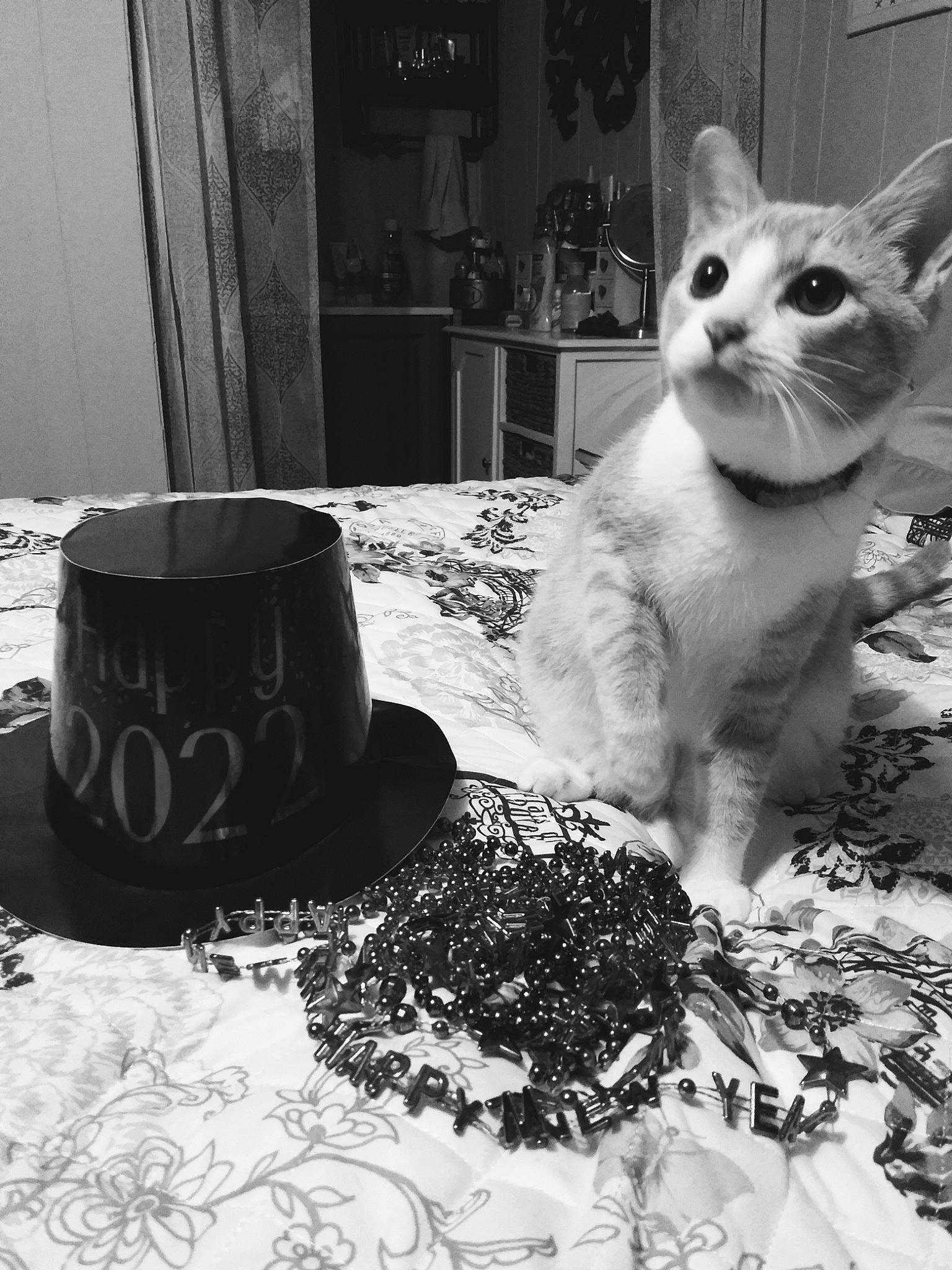 D. O. G. joined the competition — help win amazing prizes! black, black_and_white, carnivore, cat, costume_hat, cup, dishware, drinkware, felidae, hat, monochrome, monochrome_photography, plate, serveware, small_to_medium_sized_cats, style, tableware, tail, whiskers, white