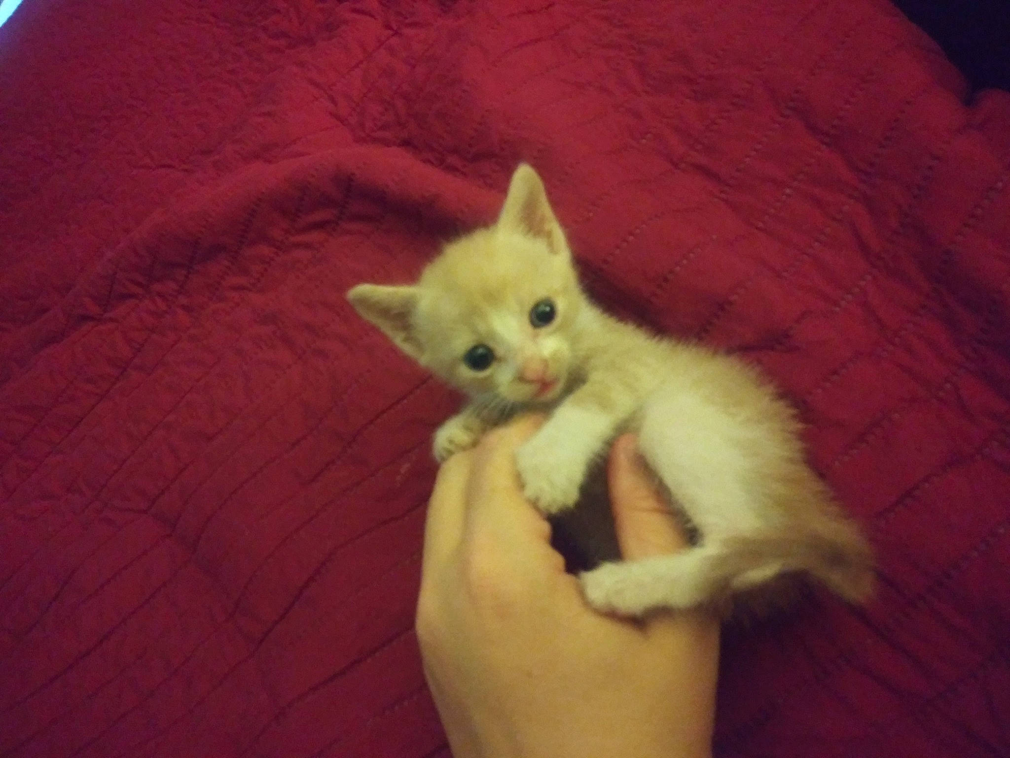 D. O. G. is registered to the contest to win money with this photo: canidae, carnivore, cat, claw, comfort, domestic_short_haired_cat, ear, fawn, felidae, finger, fur, gesture, hand, nap, paw, small_to_medium_sized_cats, snout, tail, terrestrial_animal, whiskers