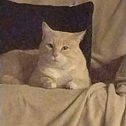 Arthur Morgan joined the competition — help win amazing prizes! cat, animal, pet, feline, indoor, blanket, pillow, resting, relaxed, light_color, fur, cute, cozy, home, comfort, mammal, whiskers, ears, face, lying_down