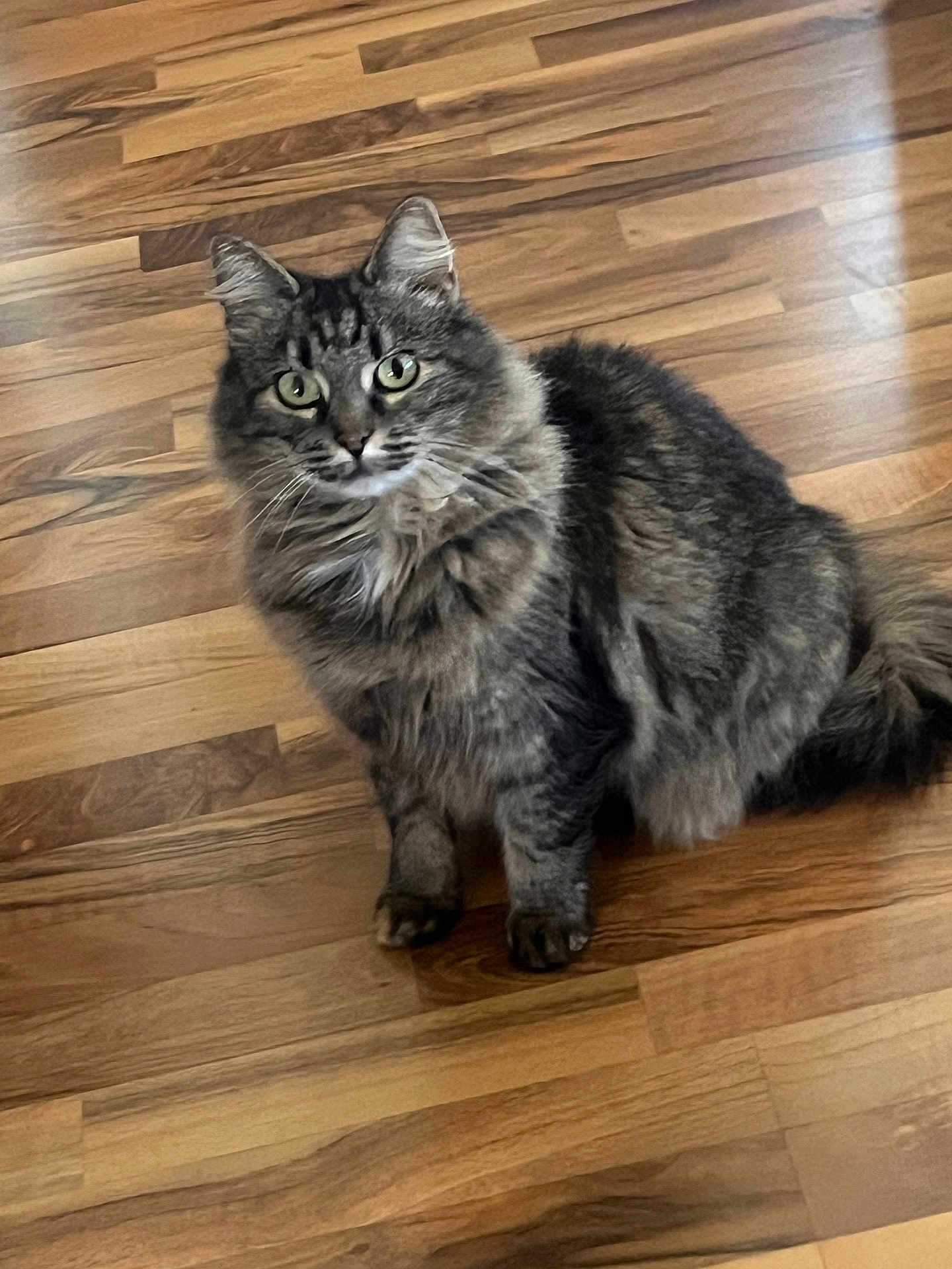 Bipen joined the competition — help win amazing prizes! cat, tabby, gray_cat, feline, pet, indoor, wooden_floor, curious, sitting, fur, whiskers, animal, domestic_cat, eyes, cute, mammal, flooring, closeup, portrait, house