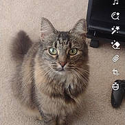 Bipen joined the competition — help win amazing prizes! cat, tabby_cat, pet, indoor, carpet, furniture, green_eyes, fluffy, animal, cute, whiskers, tail, ears, game_controller, living_room, home, looking, sitting, feline, domestic_animal