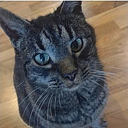 Tiger is registered to the contest to win money with this photo: cat, tabby, close_up, whiskers, green_eyes, pet, animal, feline, indoor, wooden_floor, curious, looking_up, fur, portrait, mammal, domestic_animal, cute, face, ears, nose