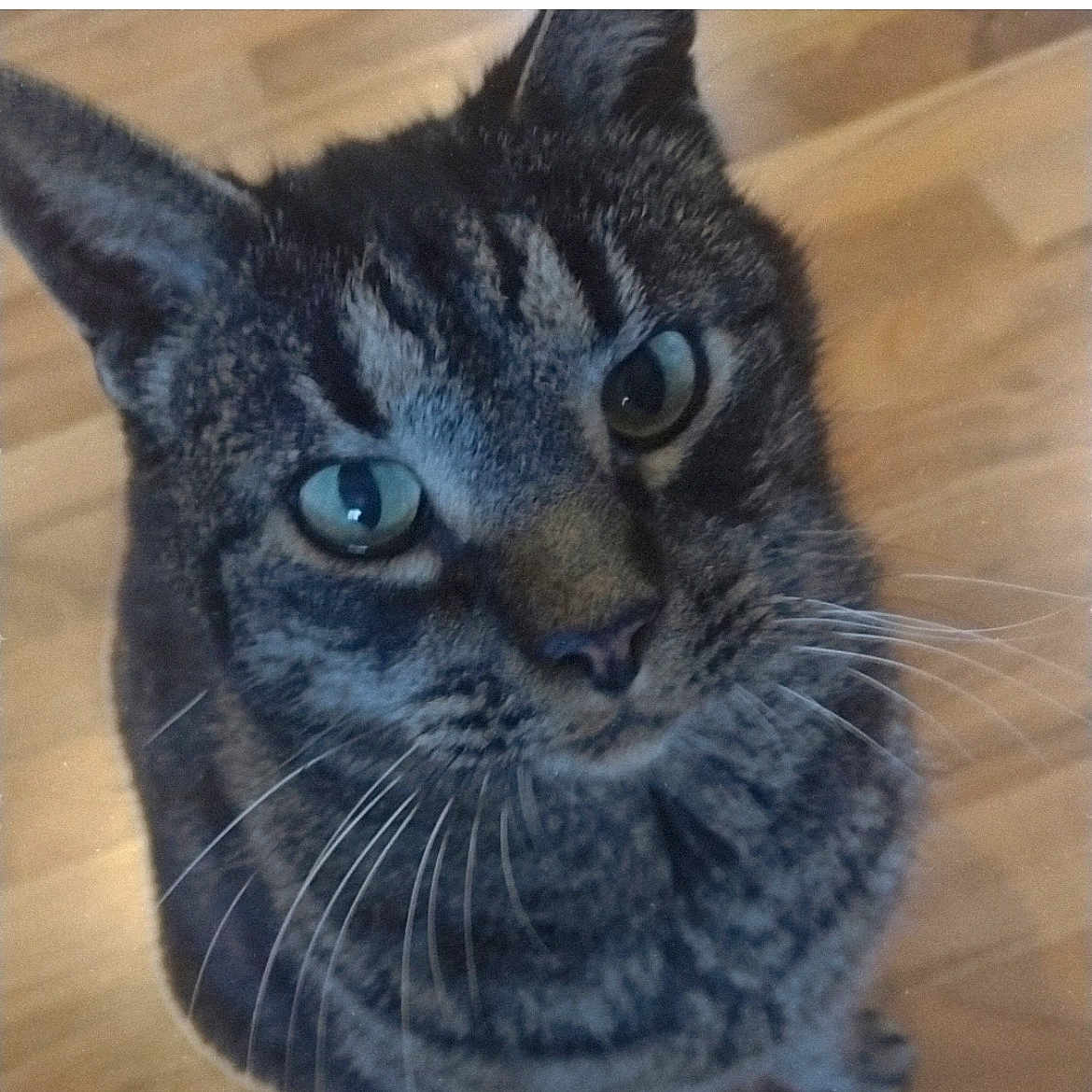 Tiger is registered to the contest to win money with this photo: animal, cat, close_up, curious, cute, domestic_animal, ears, face, feline, fur, green_eyes, indoor, looking_up, mammal, nose, pet, portrait, tabby, whiskers, wooden_floor