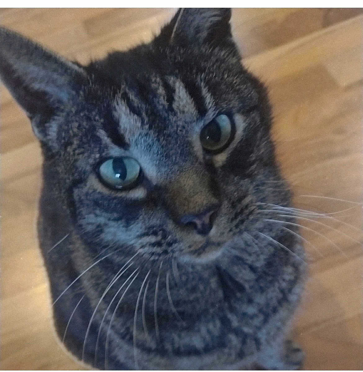 Tiger is registered to the contest to win money with this photo: cat, tabby, close_up, whiskers, green_eyes, pet, animal, feline, indoor, wooden_floor, curious, looking_up, fur, portrait, mammal, domestic_animal, cute, face, ears, nose