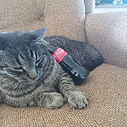 Tiger is registered to the contest to win money with this photo: animal, bottle, brown, cat, close_up, coca_cola, couch, cozy, domestic_animal, feline, furniture, indoor, leisure, nap, pet, relaxing, resting, sleeping, tabby_cat, texture