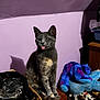 cat, gray_cat, sitting, tongue_out, indoor, purple_wall, plush_toys, basket, wooden_surface, clutter, pet, feline, cute, animal, one_eye_closed, playful, shadow, household, domestic, cozy