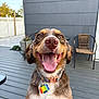 dog, happy, tongue_out, collar, tag, smiling, pet, outdoor, deck, wooden_floor, chair, wicker_chair, house, gray_wall, sunlight, daytime, ears, fur, closeup, animal