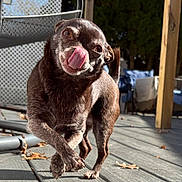 Hazel is registered to the contest to win money with this photo: dog, tongue_out, brown_fur, small_dog, outdoor, deck, wooden_floor, sunlight, playful, pet, animal, canine, fence, chair, leaf, shadow, daylight, walking, cute, tongue