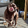 dog, tongue_out, brown_fur, small_dog, outdoor, deck, wooden_floor, sunlight, playful, pet, animal, canine, fence, chair, leaf, shadow, daylight, walking, cute, tongue