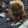 animal, blanket, brown_fur, comfort, cozy, cute, dog, domestic_animal, fluffy, fur, indoor, looking_down, patterned_blanket, pet, portrait, puppy, sitting, small, soft, young