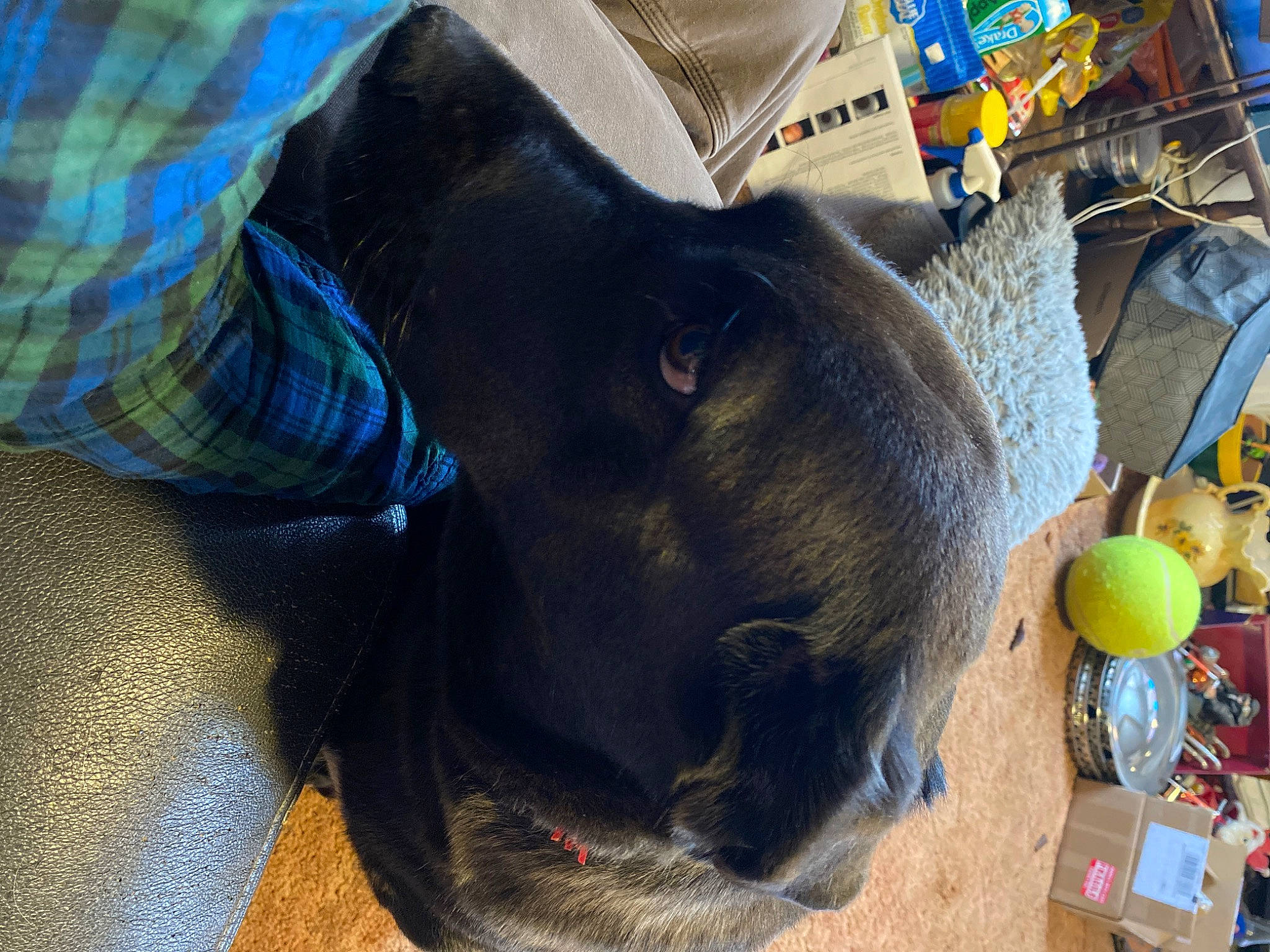 Tomikie is registered to the contest to win money with this photo: automotive_tire, bovine, carnivore, collar, dog_breed, domestic_short_haired_cat, electric_blue, fawn, felidae, fun, fur, livestock, small_to_medium_sized_cats, sporting_group, suidae, tail, terrestrial_animal, whiskers, wood, working_animal