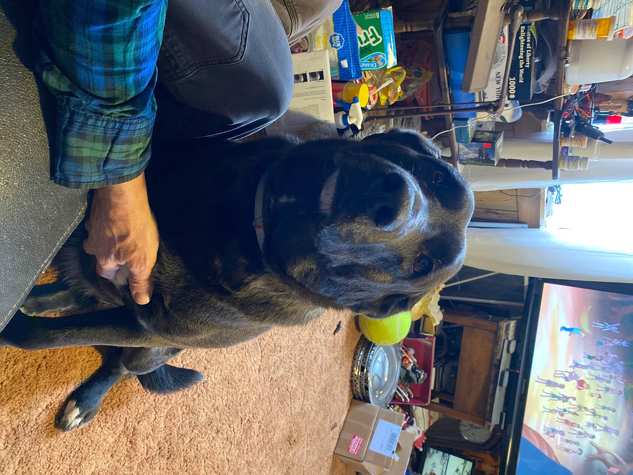 Tomikie is registered to the contest to win money with this photo: auto_part, automotive_tire, automotive_wheel_system, canidae, carnivore, companion_dog, denim, dog, dog_breed, electric_blue, foot, guard_dog, machine, pattern, plaid, sandal, snout, sporting_group, tartan, working_animal